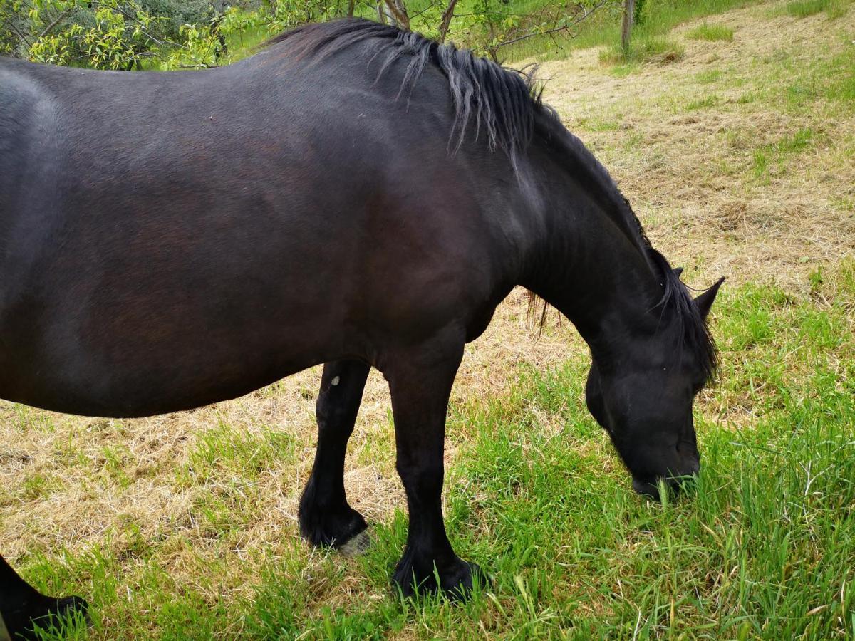 Agriturismo Olimpo Villa Santa Maria  エクステリア 写真