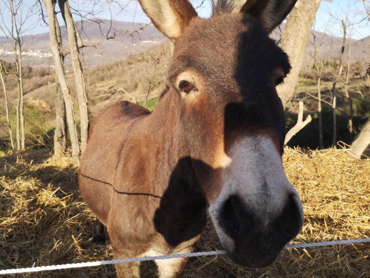 Agriturismo Olimpo Villa Santa Maria  エクステリア 写真